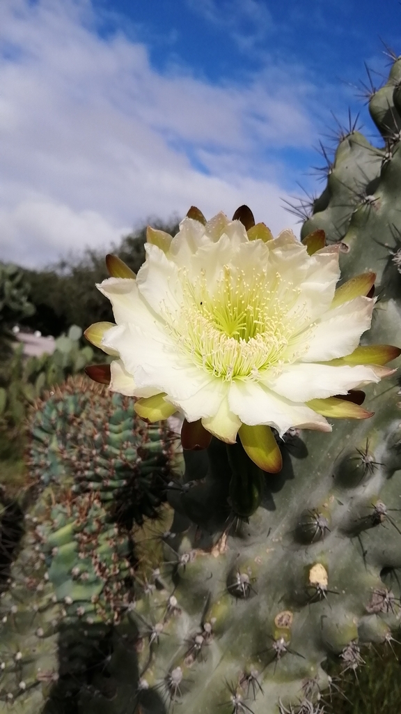 globular cacti, moonlight cacti, torch cacti, and allies from 3M87+WP