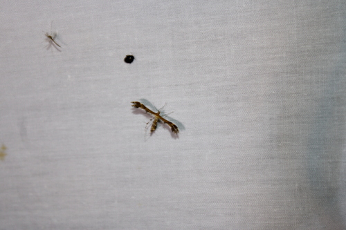 Lobed Plume Moth photo 2