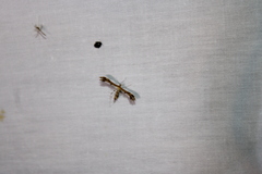Dejongia lobidactylus
