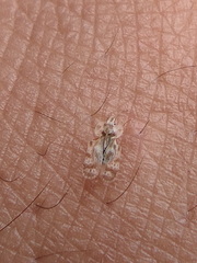 Corythucha marmorata