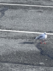 Chroicocephalus ridibundus