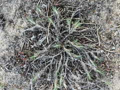 Cardionema ramosissimum