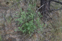 Astragalus collinus