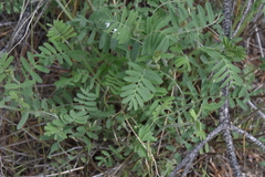 Astragalus collinus