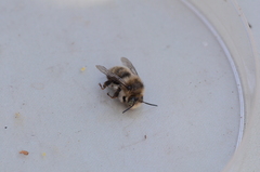 Anthophora terminalis