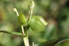 Commelina communis