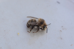 Anthophora terminalis