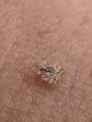 Corythucha marmorata