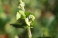 Commelina communis