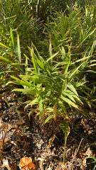 Chasmanthium latifolium