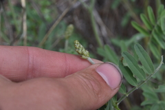 Astragalus collinus