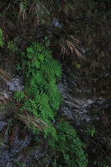 Woodwardia unigemmata