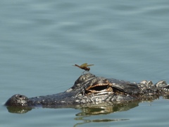 Alligator mississippiensis