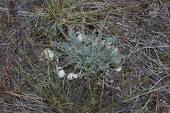 Astragalus purshii