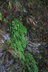 Woodwardia unigemmata