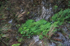 Woodwardia unigemmata