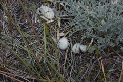 Astragalus purshii