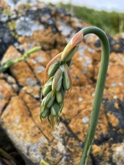 Albuca suaveolens
