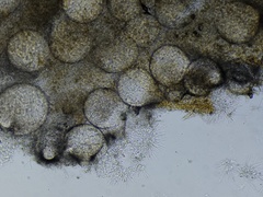 Hypomyces tremellicola