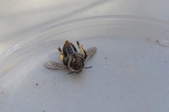 Anthophora terminalis