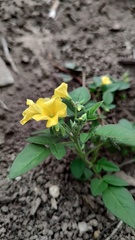 Oxalis frutescens