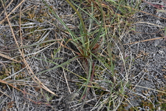 Nothocalais troximoides