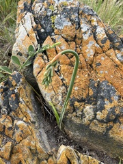 Albuca suaveolens