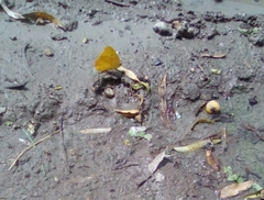 Phoebis philea philea