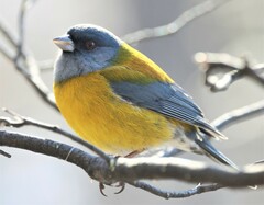 Phrygilus patagonicus