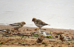 Plectrophenax nivalis