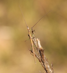 Phalces brevis
