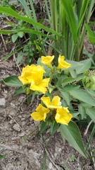 Oxalis frutescens