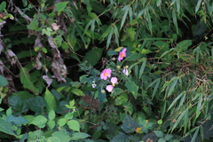 Eriocapitella hupehensis