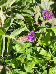 Verbena