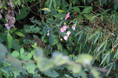 Eriocapitella hupehensis