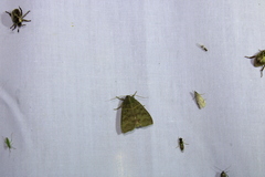 Ipimorpha pleonectusa