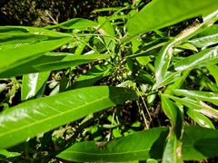 Pouteria gardneriana