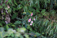 Eriocapitella hupehensis