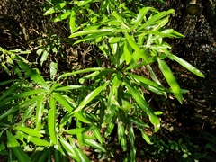 Pouteria gardneriana