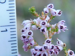 Erica floccifera