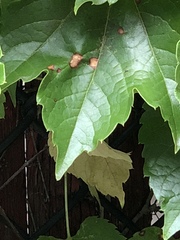 Phyllosticta ampelicida