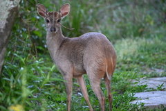 Mazama gouazoubira