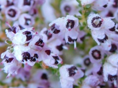Erica floccifera