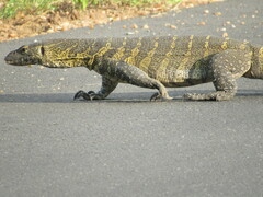 Varanus niloticus