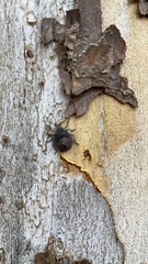 Brochymena quadripustulata