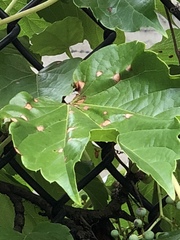 Phyllosticta ampelicida