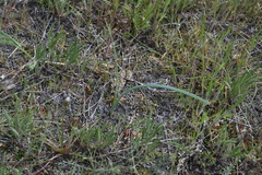 Calochortus macrocarpus macrocarpus