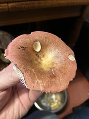 Russula decolorans
