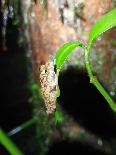Ruddy Rainfrog, Pristimantis rubicundus