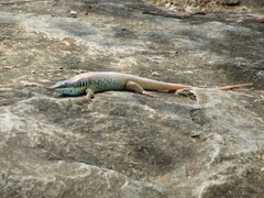 Trachylepis quinquetaeniata